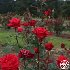 Kardinal™ -Heirloom Roses kardinal 4 1