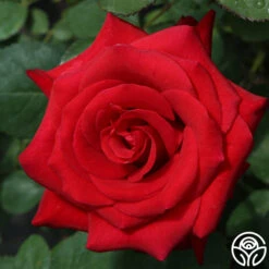 Kardinal™ -Heirloom Roses kardinal 5 1