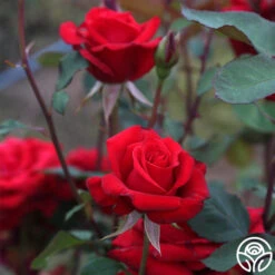 Kardinal™ -Heirloom Roses kardinal 6
