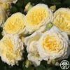 Karl Ploberger Rose -Heirloom Roses karl ploberger rose 1