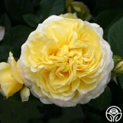 Karl Ploberger Rose -Heirloom Roses karl ploberger rose 3