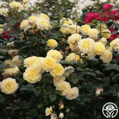 Karl Ploberger Rose -Heirloom Roses karl ploberger rose 4