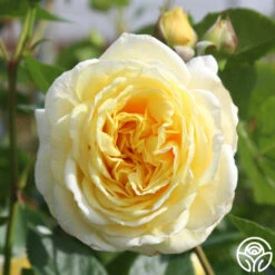 Karl Ploberger Rose -Heirloom Roses karl ploberger rose 5