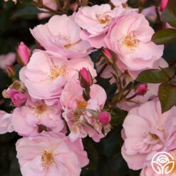 Kateryna™ -Heirloom Roses kateryna 3 8