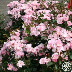 Kateryna™ -Heirloom Roses kateryna 5 8