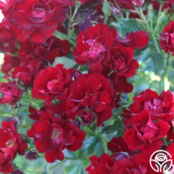 Keep In Touch -Heirloom Roses keep in touch 11