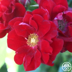 Keep In Touch -Heirloom Roses keep in touch 113