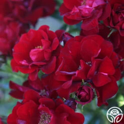 Keep In Touch -Heirloom Roses keep in touch 19