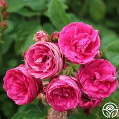 Kendyl Marie -Heirloom Roses kendyl marie 2 5