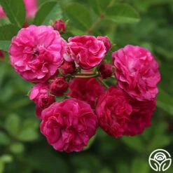 Kendyl Marie -Heirloom Roses kendyl marie 3 5