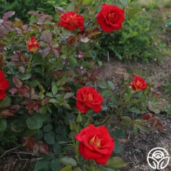 Ketchup & Mustard™ -Heirloom Roses ketchup mustard 2