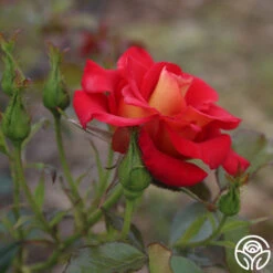 Ketchup & Mustard™ -Heirloom Roses ketchup mustard 3