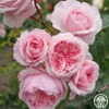 Arborose® Kiss Me Kate -Heirloom Roses kiss me kate 1