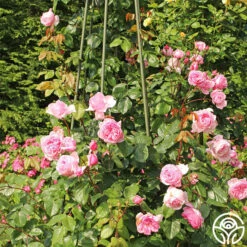 Arborose® Kiss Me Kate 11 Arborose® Kiss Me Kate -Heirloom Roses kiss me kate 23