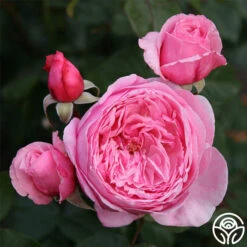 Arborose® Kiss Me Kate 10 Arborose® Kiss Me Kate -Heirloom Roses kiss me kate 4