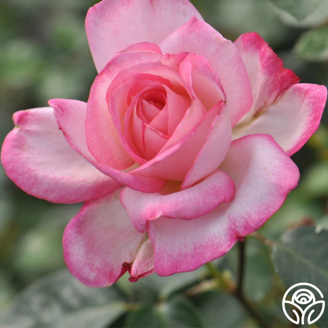 Kiss Of Desire 4 Kiss Of Desire - Image 2