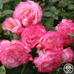 Kiss Of Desire 9 Kiss Of Desire -Heirloom Roses kiss of desire logo 02