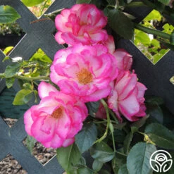 Kiss Of Desire 10 Kiss Of Desire -Heirloom Roses kiss of desire logo 03