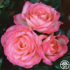 Kiss Of Desire 11 Kiss Of Desire -Heirloom Roses kiss of desire logo 05