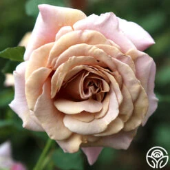 Koko Loko™ 18 Koko Loko™ -Heirloom Roses koko loko 101