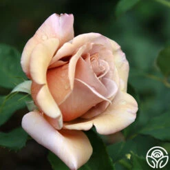 Koko Loko™ 24 Koko Loko™ -Heirloom Roses koko loko 19