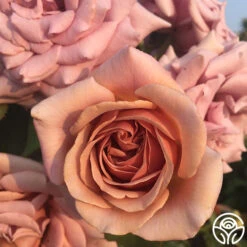 Heirloom Roses -Heirloom Roses koko loko 1 1