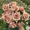 Koko Loko™ -Heirloom Roses koko loko 1