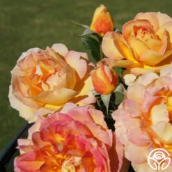 La Parisienne 6 La Parisienne -Heirloom Roses la parisienne 2