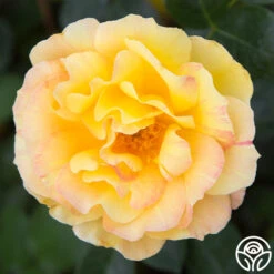 La Parisienne 5 La Parisienne -Heirloom Roses la parisienne 3