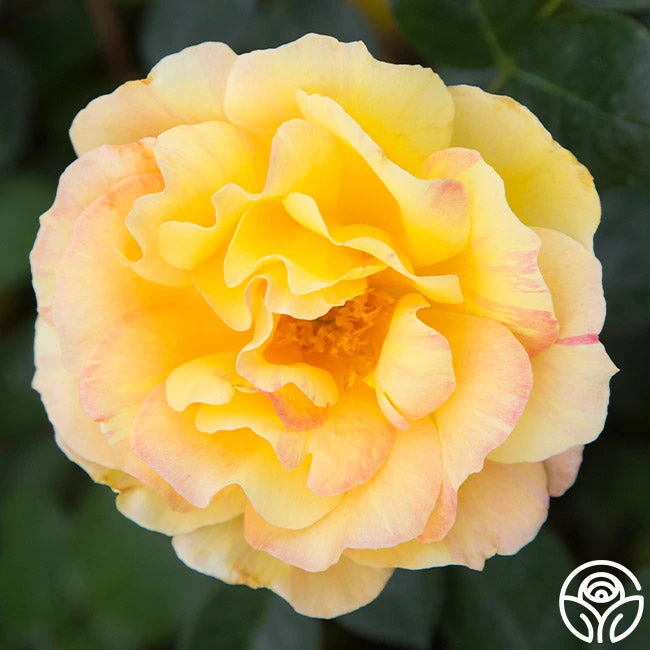 La Parisienne 3 La Parisienne - Image 2