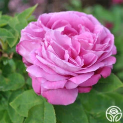 La Reine 9 La Reine -Heirloom Roses la reine 1 8