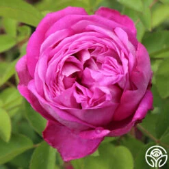 Heirloom Roses -Heirloom Roses la reine 3 1 1