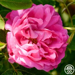 La Reine 10 La Reine -Heirloom Roses la reine 5 1