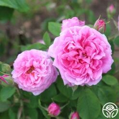 La Ville De Bruxelles -Heirloom Roses la ville de bruxelles 13