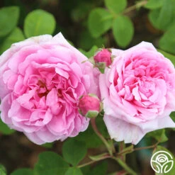 La Ville De Bruxelles -Heirloom Roses la ville de bruxelles 17