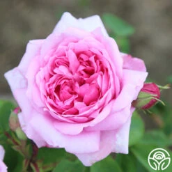 La Ville De Bruxelles -Heirloom Roses la ville de bruxelles 19