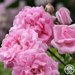 La Ville De Bruxelles -Heirloom Roses la ville de bruxelles 2 4