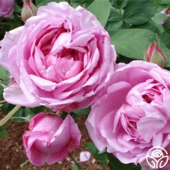 La Ville De Bruxelles -Heirloom Roses la ville de bruxelles 6