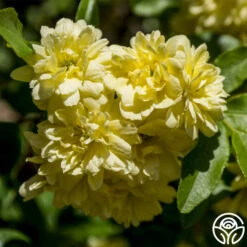 Lady Banks 8 Lady Banks -Heirloom Roses lady banks logo 01