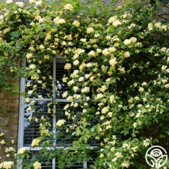 New Release -Heirloom Roses lady banks logo 02