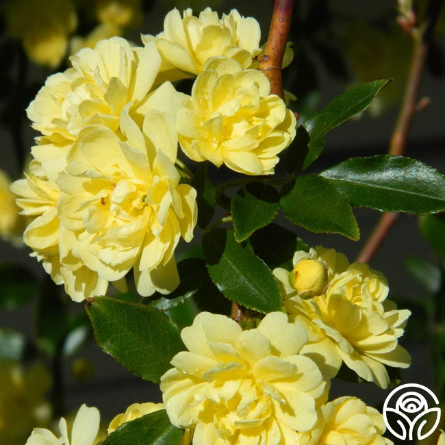 Lady Banks 6 Lady Banks - Image 4