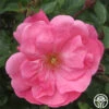 Lady Elsie May™ -Heirloom Roses lady elsie may 1 1 1