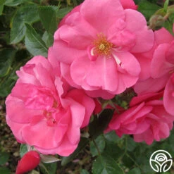 Lady Elsie May™ 6 Lady Elsie May™ -Heirloom Roses lady elsie may 2 1 1