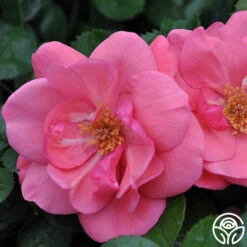 Lady Elsie May™ 7 Lady Elsie May™ -Heirloom Roses lady elsie may 3 8