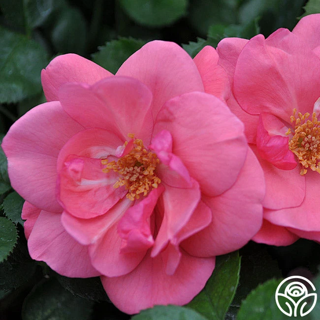 Lady Elsie May™ 5 Lady Elsie May™ - Image 3