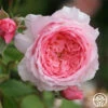 Lady Heirloom™ 2 Lady Heirloom™ -Heirloom Roses lady heirloom 1 8
