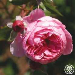 Lady Heirloom™ -Heirloom Roses lady heirloom 2 1 1