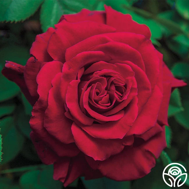 Lady In Red™ 3 Lady In Red™