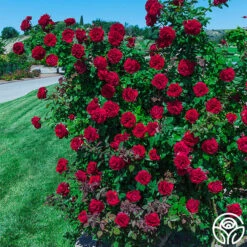 Lady In Red™ 13 Lady In Red™ -Heirloom Roses lady in red 2