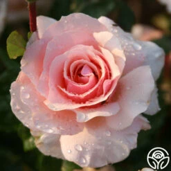 Lady Jane Grey™ 14 Lady Jane Grey™ -Heirloom Roses lady jane grey logo 02